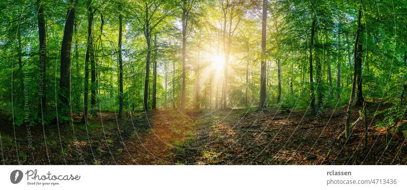 Waldpanorama bei Sonnenaufgang Panorama Baum Hintergrund Natur grün Frühling Zauberei u. Magie Sonnenlicht Transparente Licht Park Landschaft sonnig Holz