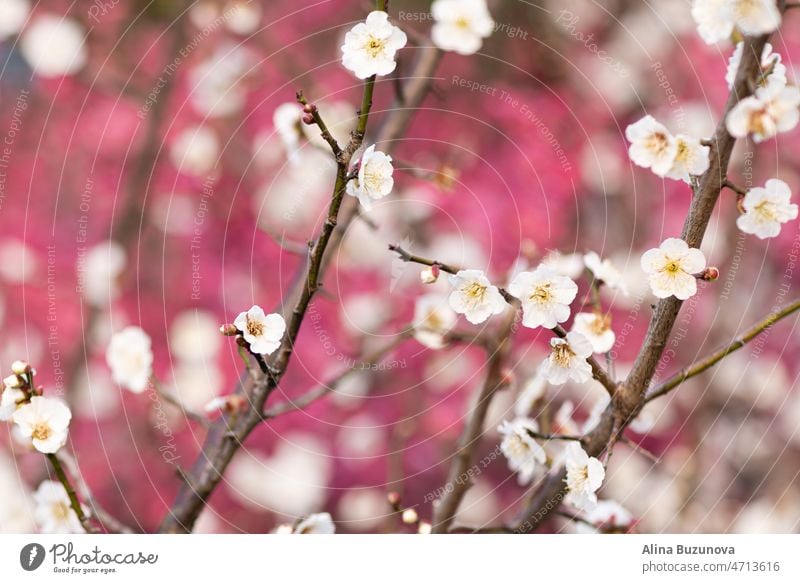 Schöne floral Frühling abstrakten Hintergrund der Natur. Zweige der blühenden Pflaume mit selektivem Fokus. Banner Für Ostern und Frühling Grußkarten mit Kopie Raum