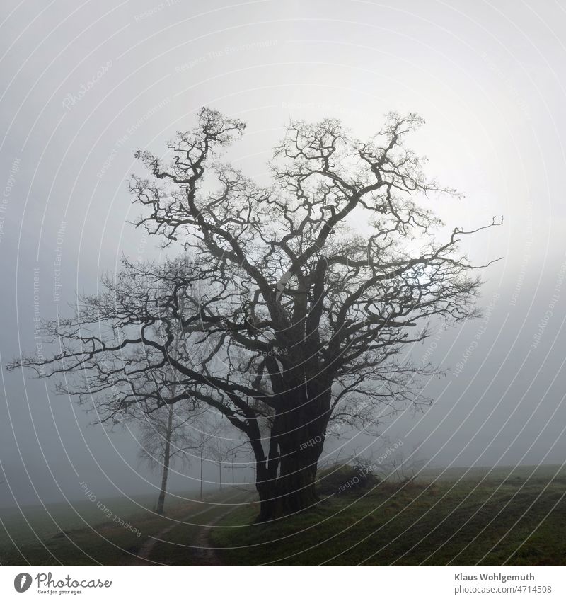 Robinie Solitärbaum, steht im Nebel am Begin eines Feldweges Natur Baum Baumkrone Zweige Äste Nebelstimmung Dunst Wege & Pfade Winter Fahrspur Gras grau grün