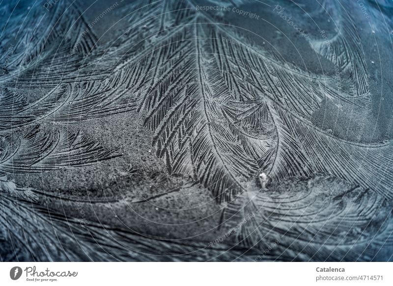 Eisige Farnblätter wachsen auf der Scheibe Frost Winter kalt blau Natur Tag Makroaufnahme Eiskristall frieren Kristallstrukturen Eisblumen gefroren Raureif