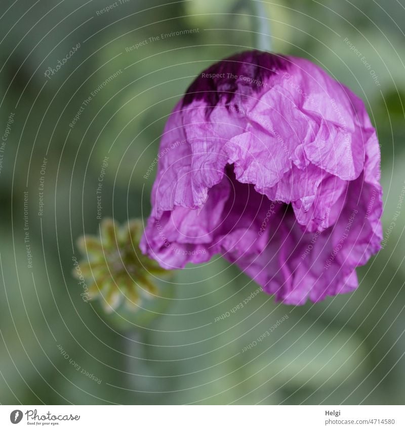 faltig | frisch geöffnete violette Blüte des Schlafmohns mit Faltenbildung an den Blütenblättern Mohn Mohnblüte Mohnkapsel lila Mohn Papaver somniferum