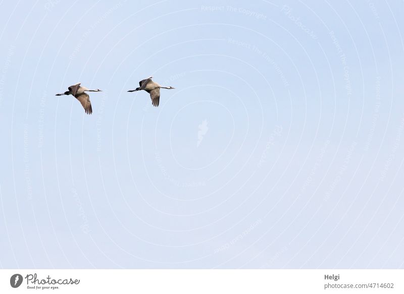zwei Kraniche fliegen vor blauem Himmel Vogel Vogel des Glücks Zugvogel Paar synchron Freiheit Wildtier Natur Außenaufnahme frei Herbst Vogelflug Bewegung grau