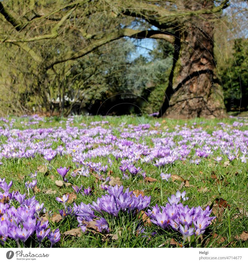 Frühling im Park - viele violette Krokusse blühen auf einer Wiese wachsen Baum Pflanze Blume Blüte Außenaufnahme Frühlingsblume Frühlingskrokus Frühblüher