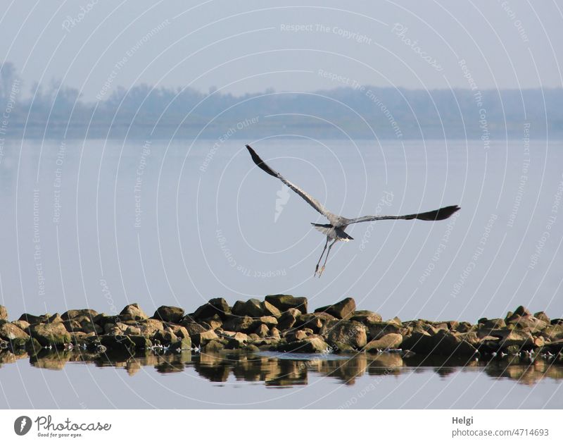 Abflug - Rückansicht eines Graureihers, der am See von Steinen in die Luft abhebt Reiher Dümmer See Seeufer Nebel fliegen abheben Tier Vogel Außenaufnahme