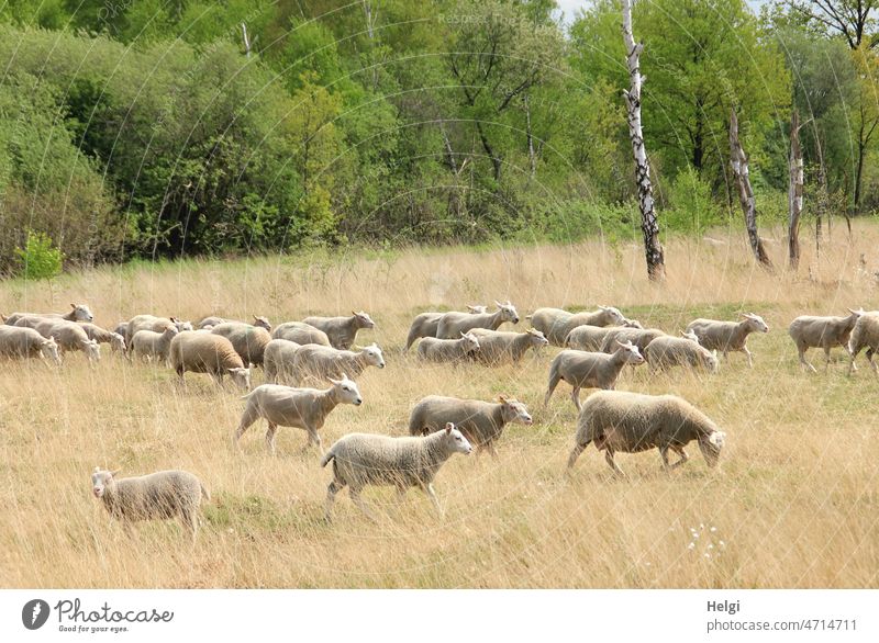 Schafherde unterwegs in einer Moorlandschaft Tier Säugetier Nutztier Herde Gras Baum Birke laufen Tiergruppe Außenaufnahme Farbfoto Landschaft Menschenleer