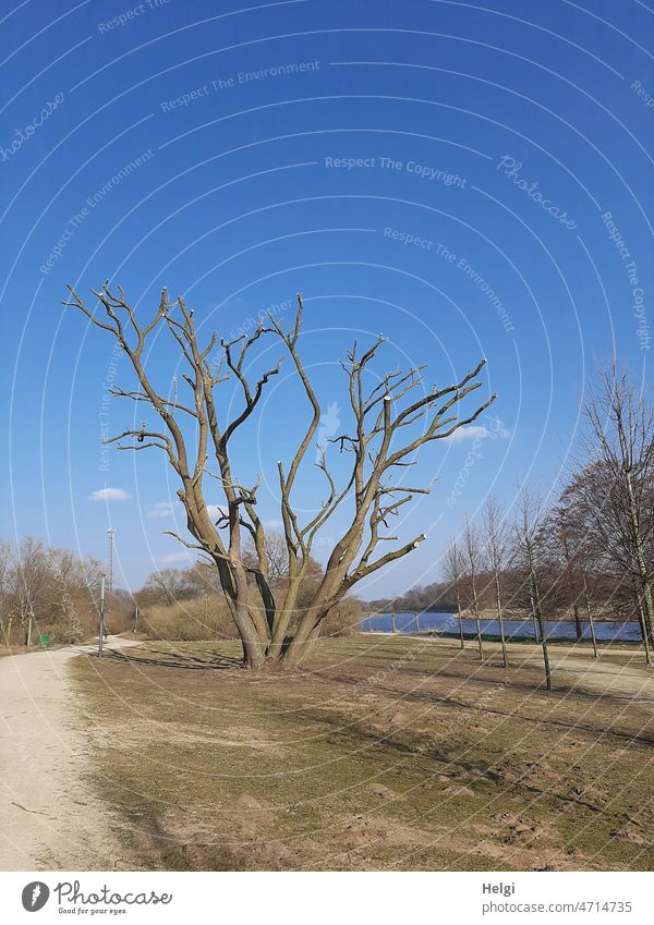 kahl und frisch frisiert - großer Baum mit mehreren Stämmen im Winterschnitt zwischen Fluss und Weg Schnitt außergewöhnlich Geäst Baumstamm Wiese Himmel