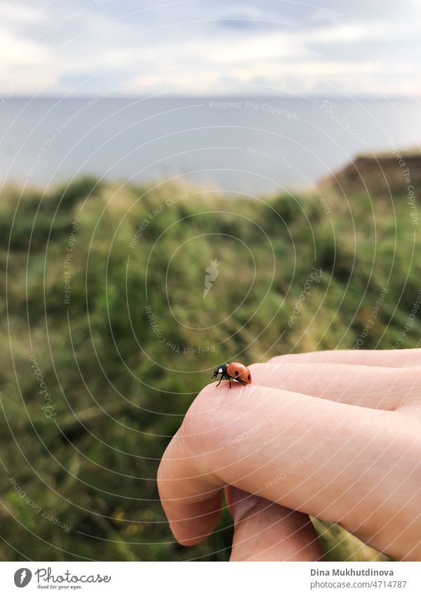Ein Marienkäfer oder Marienkäfer Nahaufnahme auf eine menschliche Hand bereit, weg zu fliegen. Friedliche Sommer Moment im Leben von Mensch und Natur leben in Harmonie. Kleines rotes Insekt Marienkäfer sitzt auf einer Hand mit Sommer Naturlandschaft auf dem Hintergrund.