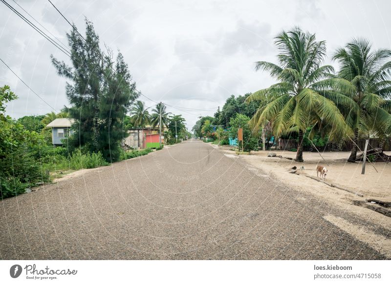 Ruhige Hauptstraße durch ein Dorf in Hopkins, Belize hopkins Straße Weg Main Baum tropisch Sommer Natur Sonne Sand blau Handfläche reisen Landschaft MEER