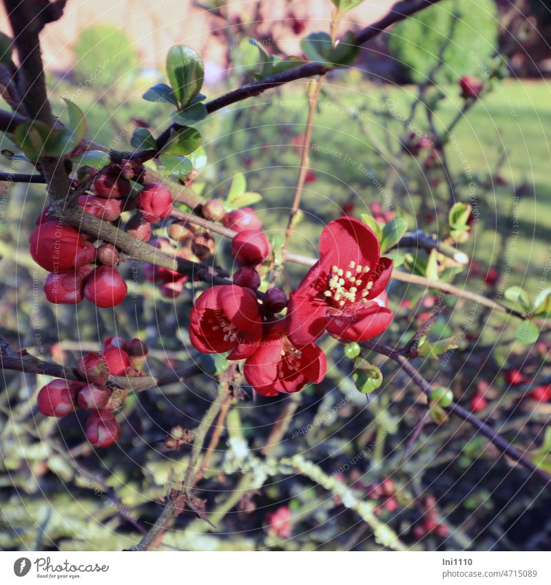 Blüten der Zierquitte Frühling Garten Pflanze Strauch Frühlingsbote Zierstrauch Japanische Zierquitte (Chaenomeles japonica) Blattaustriebe Blütenbüschel