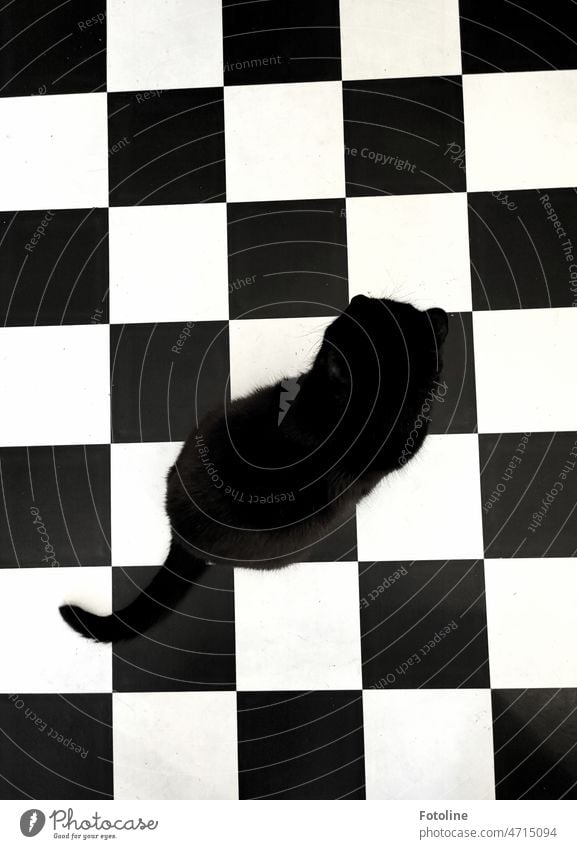 Schachbrettkatze I - Schwarze Katze auf schwarz/weißem Küchenfußboden Fell Säugetier Hauskatze Tier Haustier Schwarzweißfoto Schachbrettmuster Quadrat Muster