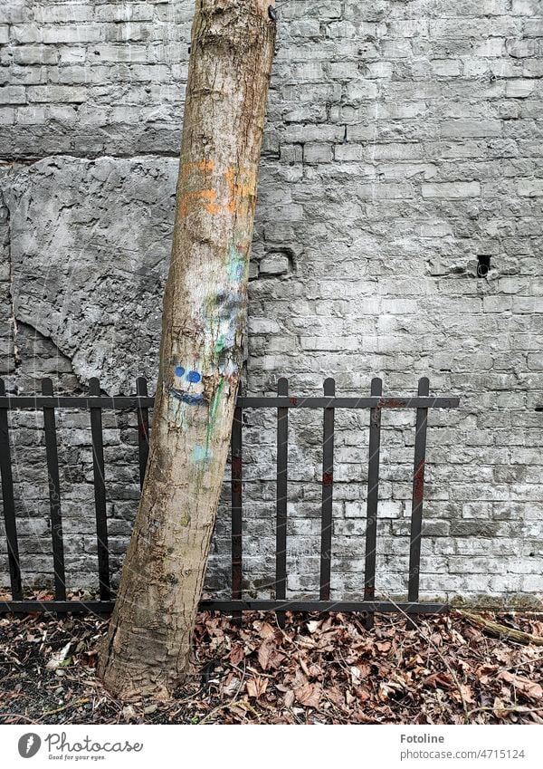 Eine Mauer, ein Eisenzaun, doch der Baum eroberte die erste Reihe. Seht ihr, wie der Baum grinst? Baumstamm Laub Herbstlaub vertrocknet Zaun Metall Metallzaun