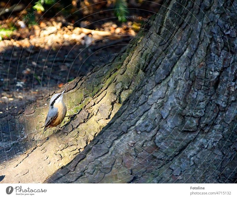 Der kleine Kleiber überlegt gerade, ob er den Baum wieder hochhüpfen möchte. Vogel Tier Außenaufnahme Farbfoto Natur Wildtier Flügel Nahaufnahme orange