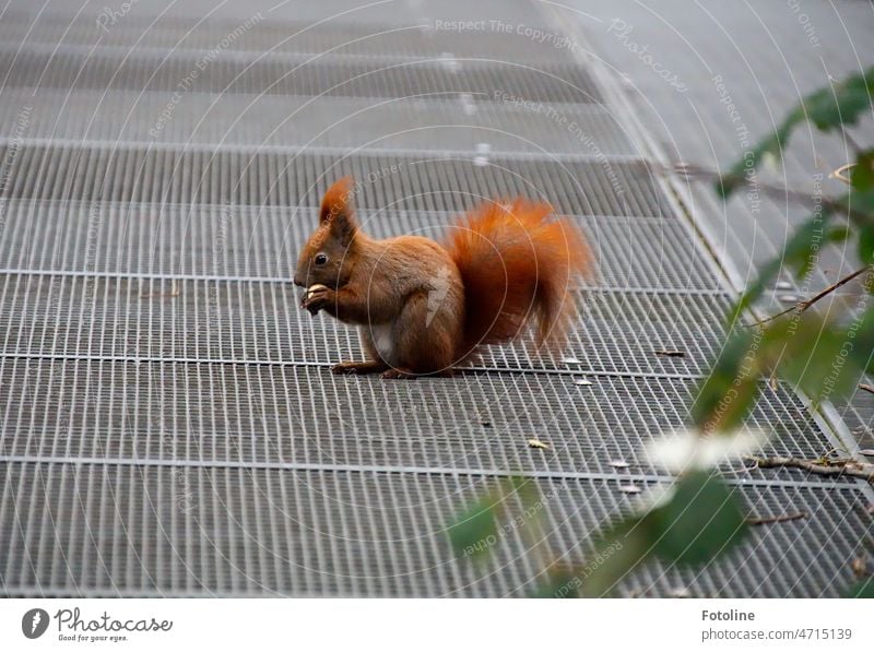 Eichhörnchen II - Das kleine rote Eichhörnchen hat die Erdnuss gefunden und knabbert gleich los. Tier niedlich Fell Wildtier Nagetiere braun Außenaufnahme