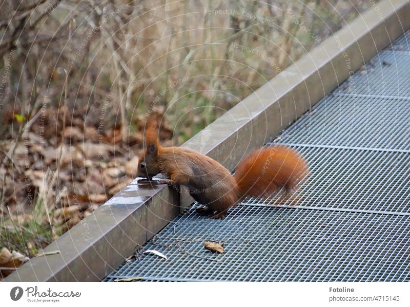 Eichhörnchen III - Nach dem lecker Essen war das kleine rote Eichhörnchen durstig. Zum Glück war auf der Wegbegrenzung eine Pfütze. Tier niedlich Fell Wildtier