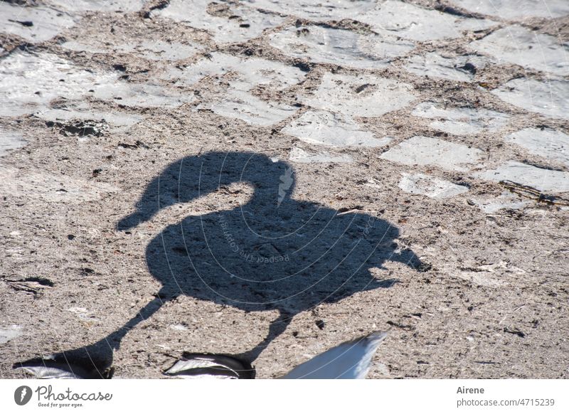 Auch weiße Schwäne werfen schwarze Schatten. Schwan Wasservogel watscheln Beine Fuß Vogel Schattenspiel Landgang Schwimmhäute Schwimmtier Pflastersteine