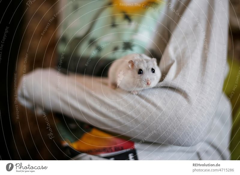 Ahsoka-Rey - Hamster auf einem Kinderarm Nagetiere Säugetier süß klein Tier niedlich Haustier winzig Fell tierisch Arm pulli Auslauf Tierporträt Tierliebe