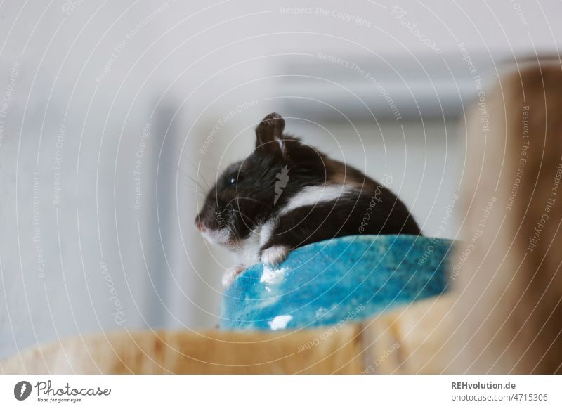 schwarzer Zwerghamster in einer Schale Hamster Nagetiere Säugetier süß klein Tier niedlich Haustier winzig Fell tierisch sitzen gescheckt unscharfer Hintergrund