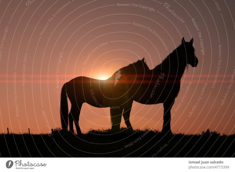 Pferde auf der Wiese bei schönem Sonnenuntergang Silhouette Sonnenlicht Tier Tiermotive Tier in freier Wildbahn Tierwelt wild Natur niedlich Schönheit elegant