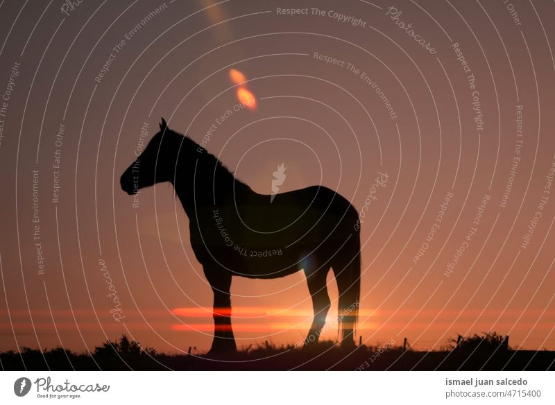 Pferdesilhouette auf der Wiese mit einem schönen Sonnenuntergang Silhouette Sonnenlicht Tier Tiermotive Tier in freier Wildbahn Tierwelt wild Natur niedlich