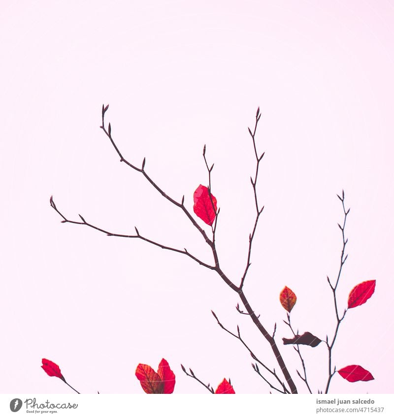 rote Baumblätter im Herbst Saison Niederlassungen Blätter Blatt rote Blätter Natur natürlich Laubwerk texturiert im Freien Hintergrund Schönheit