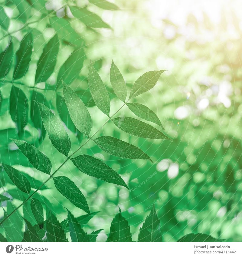 grüne Baumblätter im Frühjahr Niederlassungen Blätter Blatt Natur natürlich Laubwerk texturiert Hintergrund Schönheit Zerbrechlichkeit Frische Frühling Saison