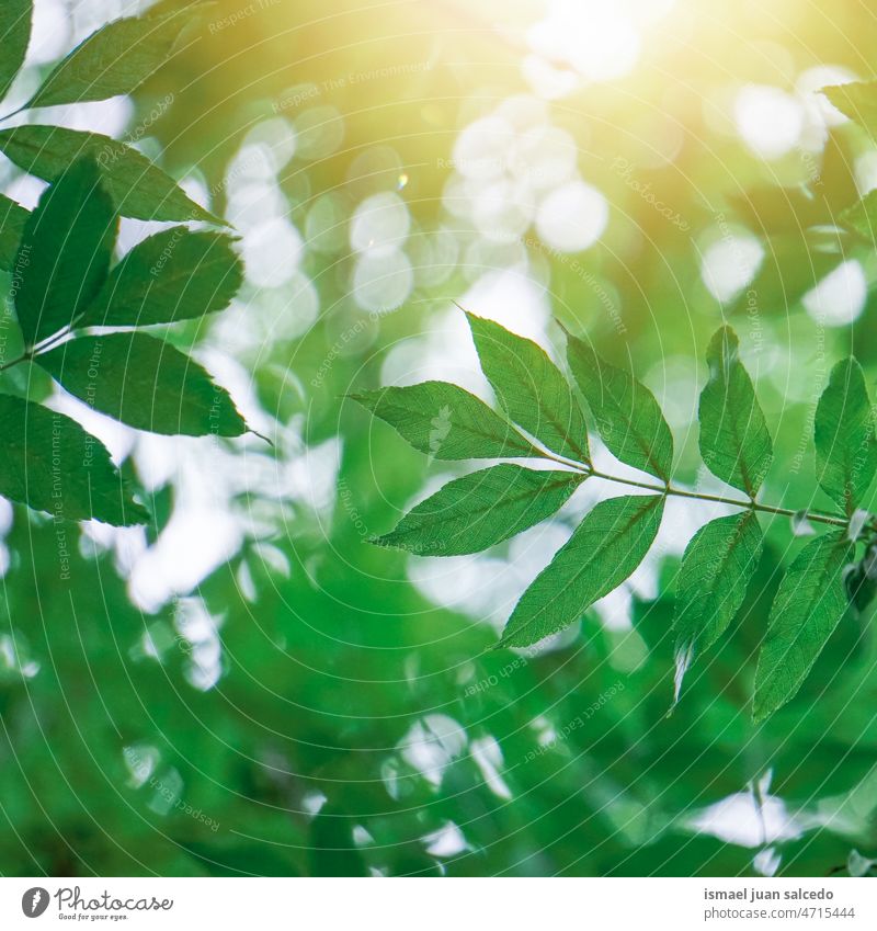 grüne Baumblätter in der Natur im Frühling Niederlassungen Blätter Blatt natürlich Laubwerk texturiert Hintergrund Schönheit Zerbrechlichkeit Frische Saison