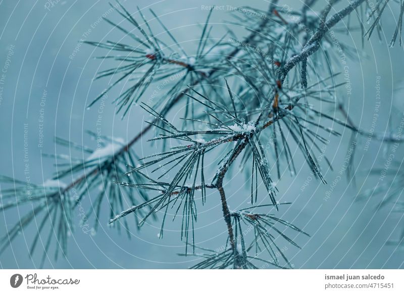 Schnee auf der Kiefer Blätter im Winter Saison Kiefernblätter Niederlassungen Blatt grün Eis Frost frostig gefroren weiß Natur texturiert im Freien Hintergrund