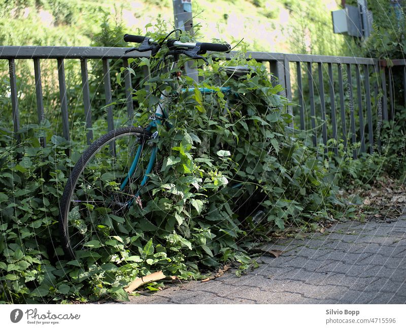 Fahrrad im Busch Buchse Heidelberg Podest Sonnenschein Die Natur schlägt zurück Kunst eingewachsen Natur in der Stadt vergessen