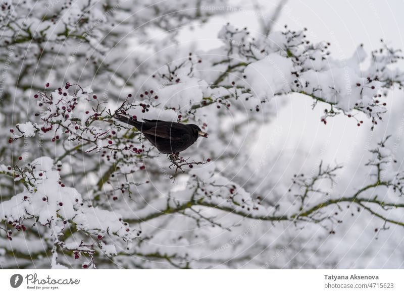 Vogel frisst Beere von verschneitem Baum Natur Schnee Beeren Winter Tierwelt Essen Feder Ast im Freien Wald kalt wild Ornithologie Buchse Vogelbeobachtung