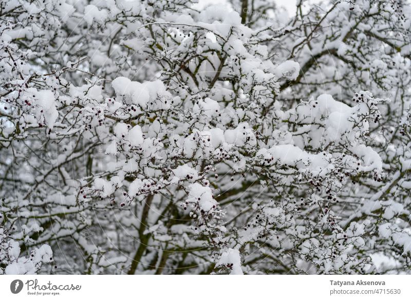 Schneebedeckte Äste Baum Winter Wald Ast kalt Frost Pflanze saisonbedingt Natur Hintergrund im Freien Wetter weiß niemand gefroren Tag Schneefall