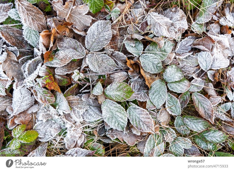 Raureif überzieht Blätter und Brombeerranken auf der Nordseite eines Berghanges Raureif am Morgen Winter Frost kalt Ranken Brombeerblätter gefroren Natur