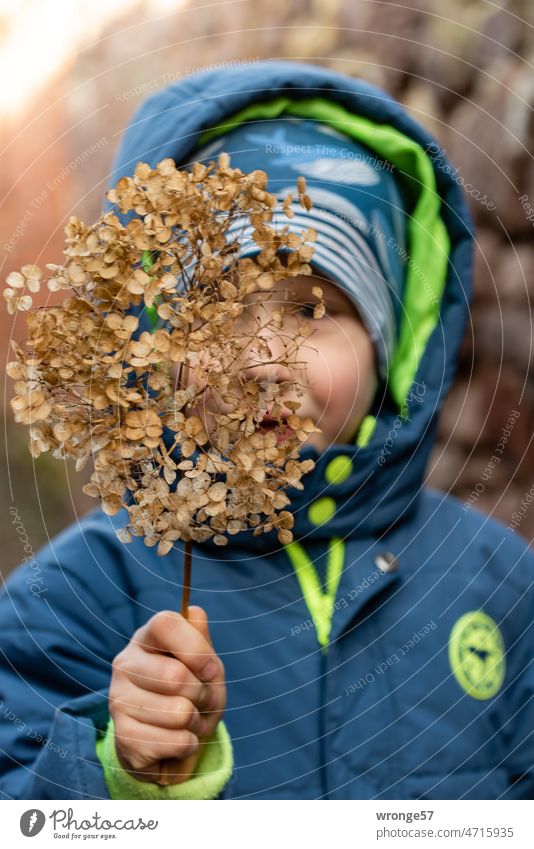 Junge hält eine vertrocknete Hortensienblüte in seiner Hand und schaut hindurch Blüte Herbst Winter Gesicht geringe Tiefenschärfe festhalten
