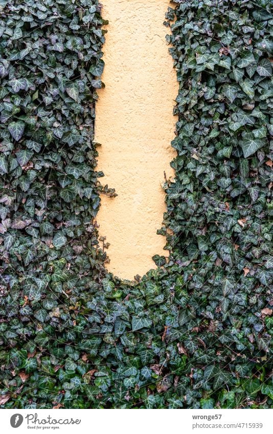 Grünes Efeu rankt an einer Mauer empor - mittig eine freie farbige Fläche Efeublätter Efeuranken grüne Blätter Außenaufnahme Pflanze Farbfoto Wachstum Wand