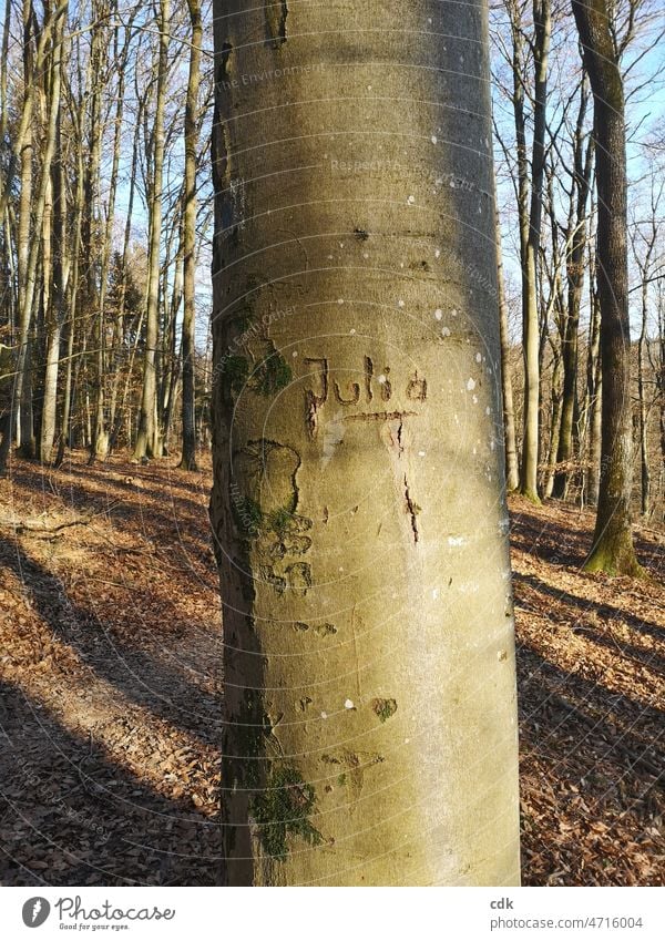 Julia Baum Schrift Name Buchstaben Wort Frauenname Natur Wald draußen Tageslicht lichtdurchflutet Licht und Schatten Stamm eingeritzt markiert Markierung Rinde