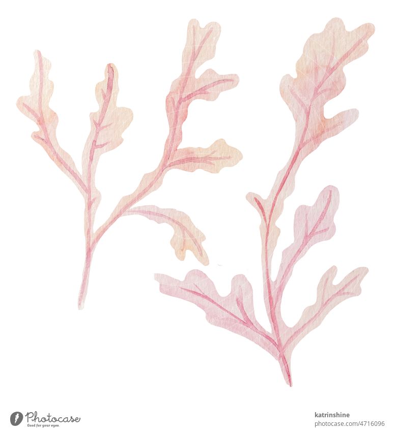 Set von Hand gezeichnet Aquarell Algen Illustration in Pastell rosa und hell lila Dekoration & Verzierung Zeichnung Element exotisch handgezeichnet Feiertag
