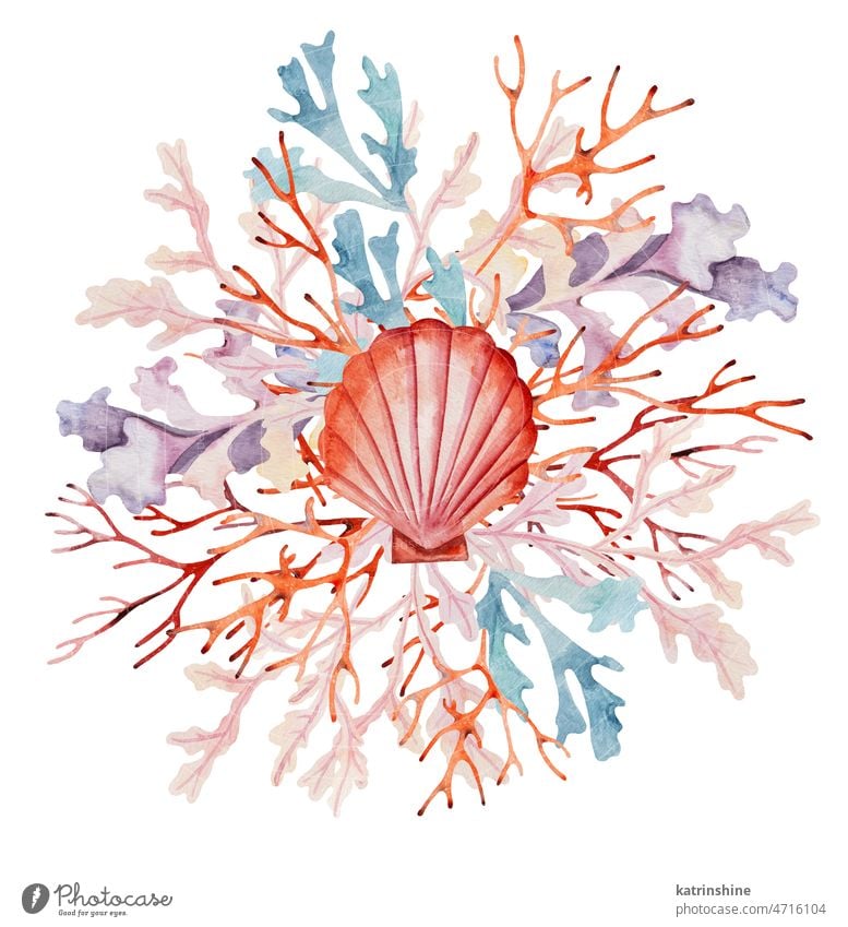 Aquarellarrangement aus Seegras und Muscheln. Handgezeichnete Illustration Blumenstrauß Dekoration & Verzierung Zeichnung Element exotisch handgezeichnet