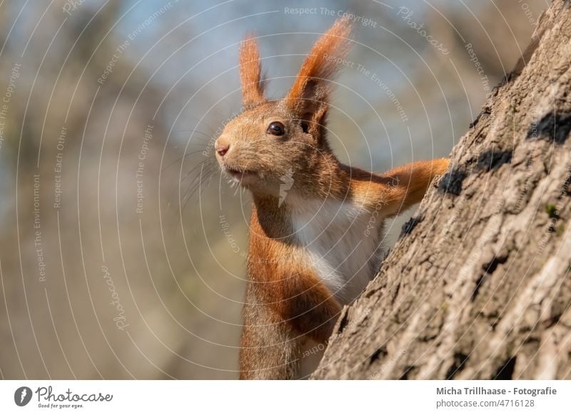 Ausschau haltendes Eichhörnchen am Baum Sciurus vulgaris Tiergesicht Kopf Auge Nase Ohr Maul Krallen Fell Nagetiere Wildtier Natur beobachten neugierig schauen