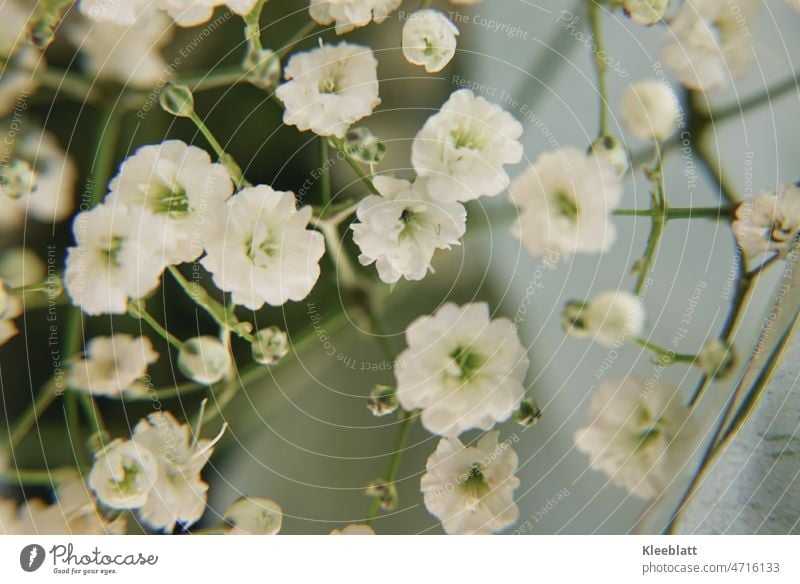Nahaufnahme klassisches Schleierkraut - Rispiges Gipskraut Blume Pflanze Nelkengewächse Zierpflanze Pflanzenart Gattung Gipskräuter Art Blumenstrauß