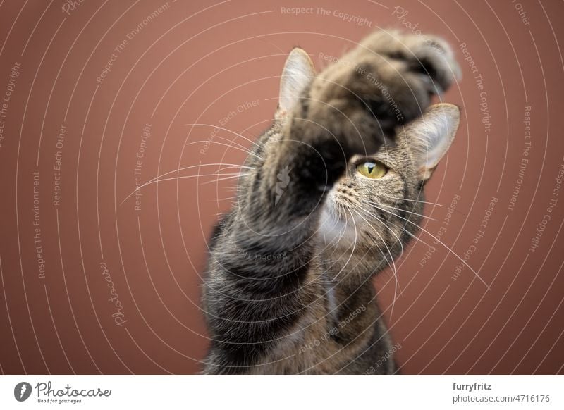 Katze mit erhobener Pfote, die nach der Kamera greift, auf braunem Hintergrund Haustiere katzenhaft Hauskatze Fell Tabby Studioaufnahme Porträt