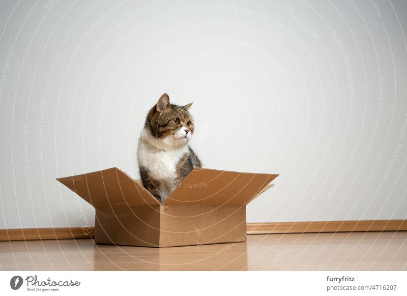 Katze sitzt in einer kleinen Pappschachtel auf dem Boden Haustiere katzenhaft Hauskatze Fell britische Kurzhaarkatze Tabby weiß Textfreiraum Kasten