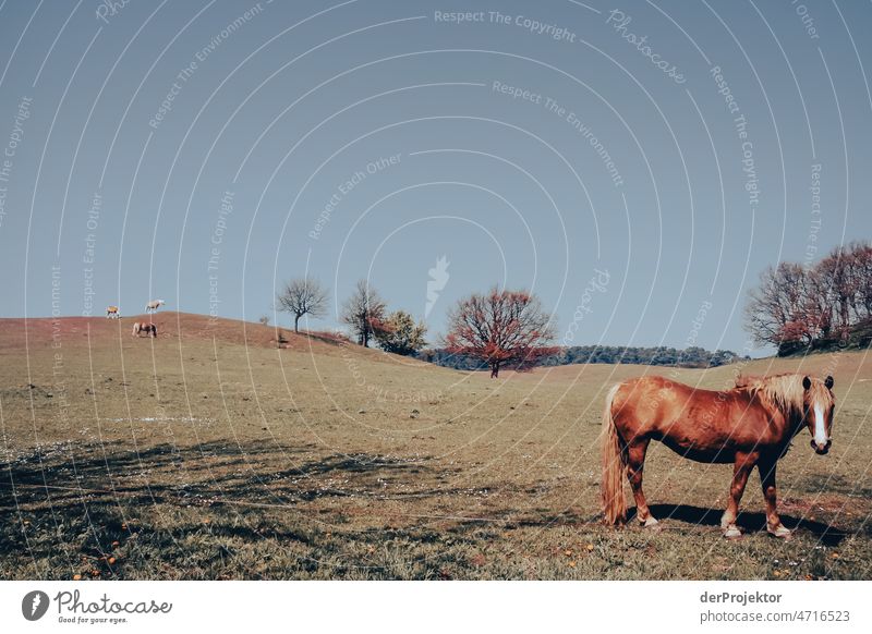 Pferde auf einem Feld auf Hiddensee II Ganzkörperaufnahme Tierporträt Porträt Panorama (Aussicht) Totale Zentralperspektive Starke Tiefenschärfe Sonnenstrahlen