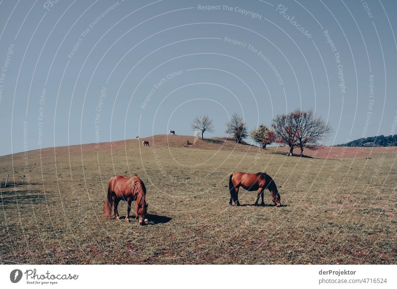 Pferde auf einem Feld auf Hiddensee I Ganzkörperaufnahme Tierporträt Porträt Panorama (Aussicht) Totale Zentralperspektive Starke Tiefenschärfe Sonnenstrahlen