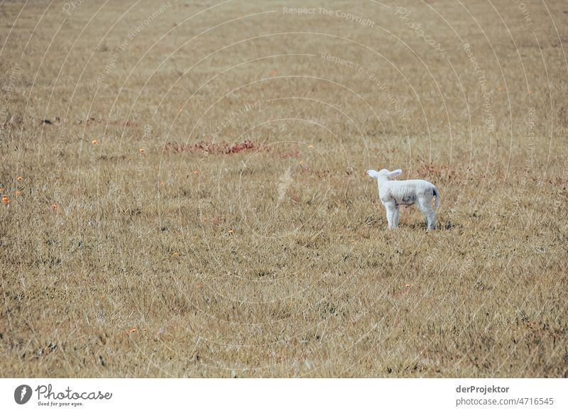 Ein Lamm auf einem Feld auf Hiddensee Ganzkörperaufnahme Tierporträt Porträt Panorama (Aussicht) Totale Zentralperspektive Starke Tiefenschärfe Sonnenstrahlen