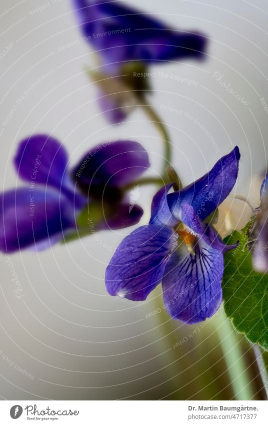 Blühendes Veilchen, Viola odorata duftend Blüte Blüten Violaceae Veilchengewächse Staude mehrjährig Frühjahrsblüher Pflanze Blume Wildblume