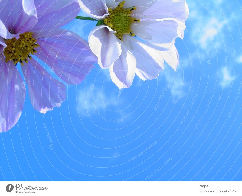 2 weiße Cosmea-Blüten Farbfoto Außenaufnahme Nahaufnahme Textfreiraum rechts Textfreiraum unten Tag Sonnenlicht ruhig Sommer Natur Pflanze Himmel Blume Blühend