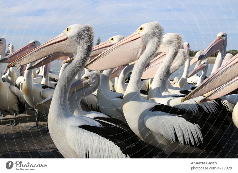 Wartende Pelikane Vogel Schnabel Tier Natur Wildtier
