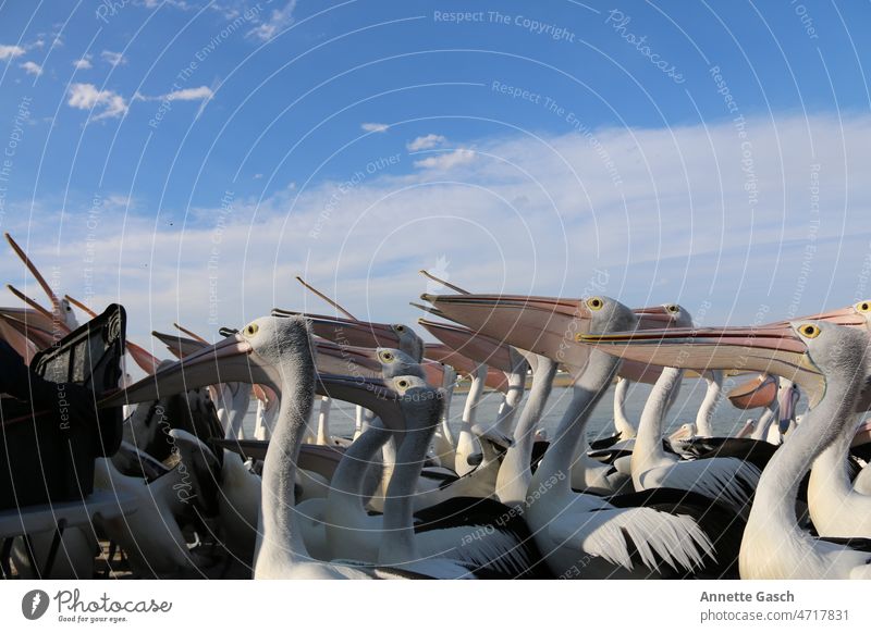 Pelikane warten auf Ihre Fütterung Natur Vogel Tier Schnabel Wildtier