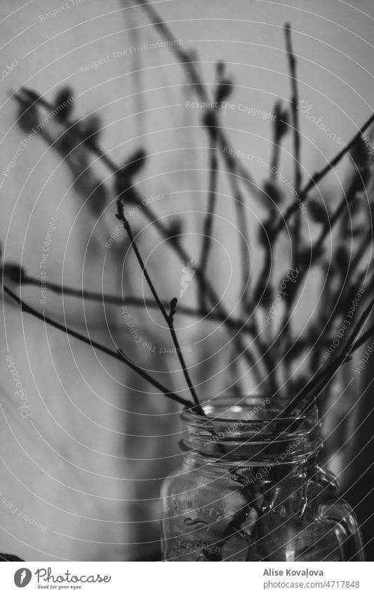 trink das nicht, Zweige im Glas Glasgefäß Niederlassungen schwarz auf weiß schwarz-weiß Schatten dunkel verschwommener Hintergrund Ast Zweige u. Äste
