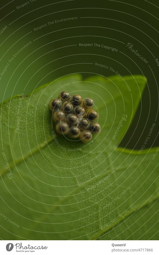 Insekteneier auf einem Blatt Ei Natur Makroaufnahme Nahaufnahme krabbeln grün Tier Käfer Detailaufnahme klein Pflanze Schädlingsbekämpfung Gelege