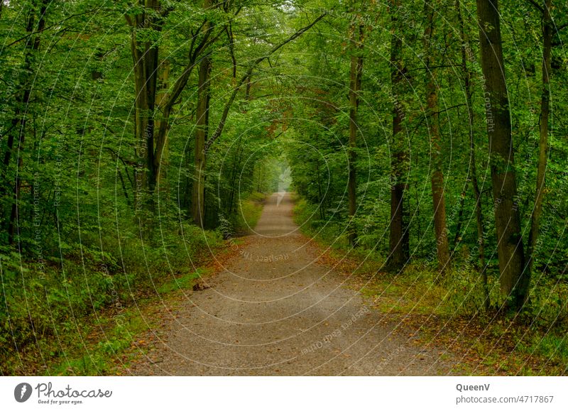 Dresdner Heide Waldweg Dressing Waldspaziergang Weg Wege & Pfade Umwelt Natur wandern grün Erholung ruhig Einsamkeit braun Bäume Landschaft Waldgesellschaft